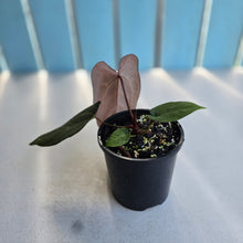 Load image into Gallery viewer, #RB14 Anthurium NOID