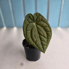 Load image into Gallery viewer, #R482 Anthurium Dark Complex x Luxurians