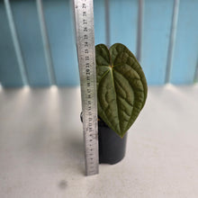 Load image into Gallery viewer, #R482 Anthurium Dark Complex x Luxurians