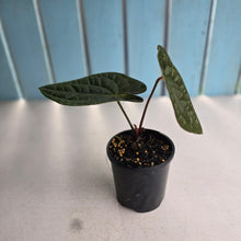 Load image into Gallery viewer, #R482 Anthurium Dark Complex x Luxurians
