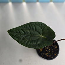 Load image into Gallery viewer, #R482 Anthurium Dark Complex x Luxurians