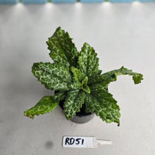 Load image into Gallery viewer, #RD51 Primulina Dryas