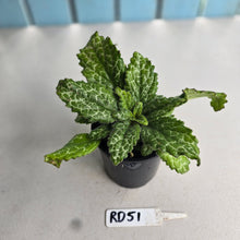 Load image into Gallery viewer, #RD51 Primulina Dryas