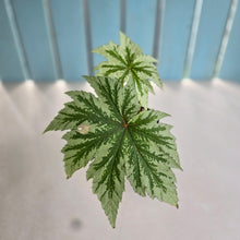Load image into Gallery viewer, #D118 Begonia Anita