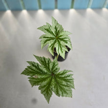 Load image into Gallery viewer, #D118 Begonia Anita