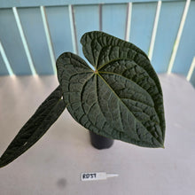 Load image into Gallery viewer, #RD37 Large Anthurium Luxurians x - With Pup