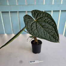 Load image into Gallery viewer, #RD37 Large Anthurium Luxurians x - With Pup