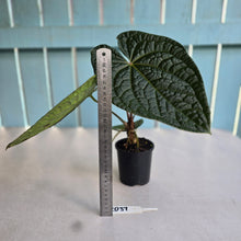 Load image into Gallery viewer, #RD37 Large Anthurium Luxurians x - With Pup
