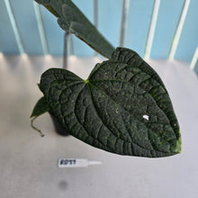 Load image into Gallery viewer, #RD37 Large Anthurium Luxurians x - With Pup