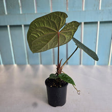 Load image into Gallery viewer, #RD37 Large Anthurium Luxurians x - With Pup