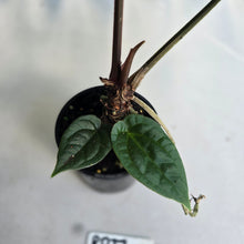 Load image into Gallery viewer, #RD37 Large Anthurium Luxurians x - With Pup