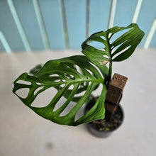 Load image into Gallery viewer, #D85 Monstera Epipremnoides