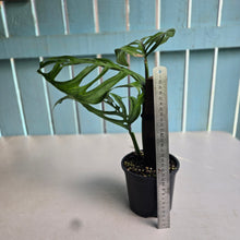 Load image into Gallery viewer, #D85 Monstera Epipremnoides