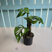 Load image into Gallery viewer, #D85 Monstera Epipremnoides