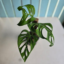 Load image into Gallery viewer, #D85 Monstera Epipremnoides