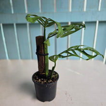 Load image into Gallery viewer, #D85 Monstera Epipremnoides