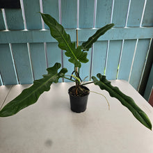 Load image into Gallery viewer, #RD9 Philodendron Bernardopazii x Bob Cee