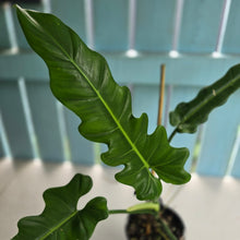 Load image into Gallery viewer, #RD9 Philodendron Bernardopazii x Bob Cee