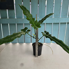 Load image into Gallery viewer, #RD9 Philodendron Bernardopazii x Bob Cee