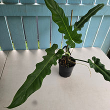 Load image into Gallery viewer, #RD9 Philodendron Bernardopazii x Bob Cee