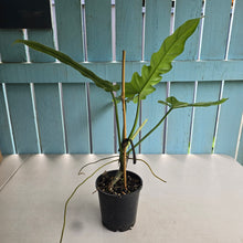 Load image into Gallery viewer, #RD9 Philodendron Bernardopazii x Bob Cee
