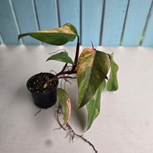 Load image into Gallery viewer, #R68 Large Philodendron Strawberry Shake
