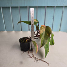 Load image into Gallery viewer, #R68 Large Philodendron Strawberry Shake
