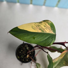 Load image into Gallery viewer, #R68 Large Philodendron Strawberry Shake