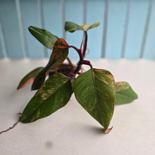 Load image into Gallery viewer, #R68 Large Philodendron Strawberry Shake