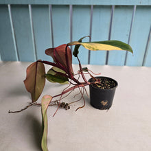 Load image into Gallery viewer, #R68 Large Philodendron Strawberry Shake