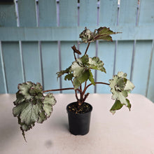 Load image into Gallery viewer, #R40 Begonia Unknown