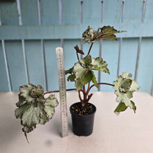 Load image into Gallery viewer, #R40 Begonia Unknown