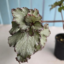 Load image into Gallery viewer, #R40 Begonia Unknown