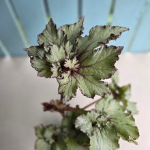 Load image into Gallery viewer, #R40 Begonia Unknown