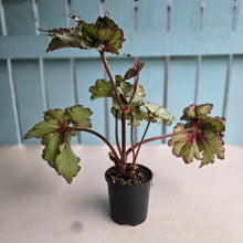 Load image into Gallery viewer, #R40 Begonia Unknown