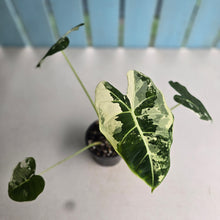 Load image into Gallery viewer, #R88 Alocasia Frydek