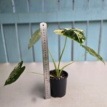 Load image into Gallery viewer, #R88 Alocasia Frydek