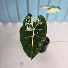 Load image into Gallery viewer, #R88 Alocasia Frydek