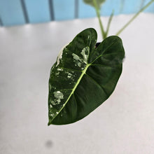 Load image into Gallery viewer, #R88 Alocasia Frydek