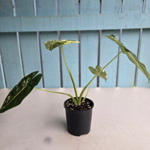 Load image into Gallery viewer, #R88 Alocasia Frydek