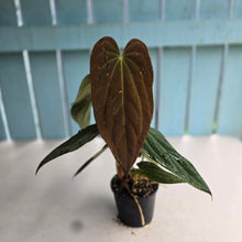 Load image into Gallery viewer, #D343 Three x Headed Anthurium Papillilaminum x
