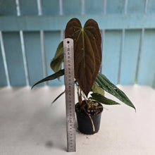Load image into Gallery viewer, #D343 Three x Headed Anthurium Papillilaminum x