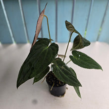 Load image into Gallery viewer, #D343 Three x Headed Anthurium Papillilaminum x