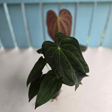 Load image into Gallery viewer, #D343 Three x Headed Anthurium Papillilaminum x