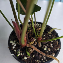 Load image into Gallery viewer, #D343 Three x Headed Anthurium Papillilaminum x