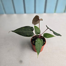 Load image into Gallery viewer, #R95 Two x Headed Anthurium NOID