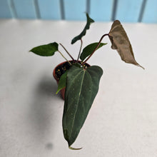Load image into Gallery viewer, #R95 Two x Headed Anthurium NOID
