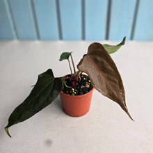 Load image into Gallery viewer, #R95 Two x Headed Anthurium NOID
