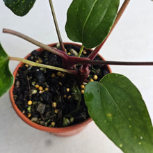 Load image into Gallery viewer, #R95 Two x Headed Anthurium NOID
