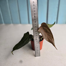 Load image into Gallery viewer, #R95 Two x Headed Anthurium NOID